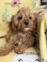 Peaches F1, a female Cavapoo for sale in Houston, TX – Photo 2 of 10