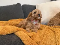 Peach Collar F1, a female Cavapoo for sale in Houston, TX – Photo 3 of 5