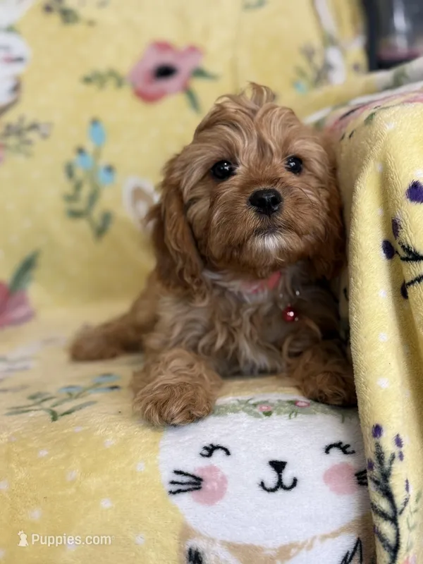 Peaches F1 – Cavapoo puppy for sale in Houston, TX