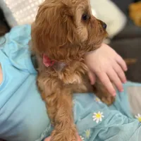Peaches F1, a female Cavapoo for sale in Houston, TX – Photo 10 of 10