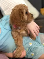 Peach Collar F1, a female Cavapoo for sale in Houston, TX – Photo 1 of 5