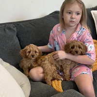 Peaches F1, a female Cavapoo for sale in Houston, TX – Photo 9 of 10