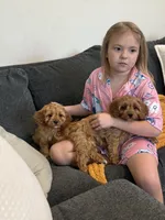 Peach Collar F1, a female Cavapoo for sale in Houston, TX – Photo 5 of 5