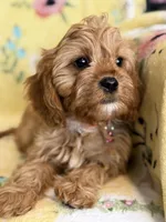 Peaches F1, a female Cavapoo for sale in Houston, TX – Photo 6 of 10