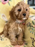Peaches F1, a female Cavapoo for sale in Houston, TX – Photo 7 of 10