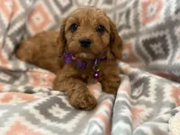 Purple Collar F1, a female Cavapoo for sale in Houston, TX – Photo 1 of 3
