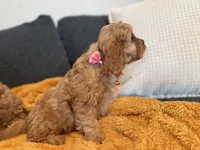 Peach Collar F1, a female Cavapoo for sale in Houston, TX – Photo 4 of 5