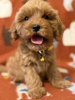 Yellow, a male Cavapoo for sale in Houston, TX – Photo 2 of 2