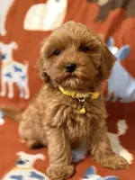 Yellow, a male Cavapoo for sale in Houston, TX – Photo 1 of 2