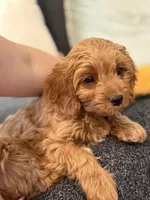 Sensitive F1, a female Cavapoo for sale in Houston, TX – Photo 3 of 4