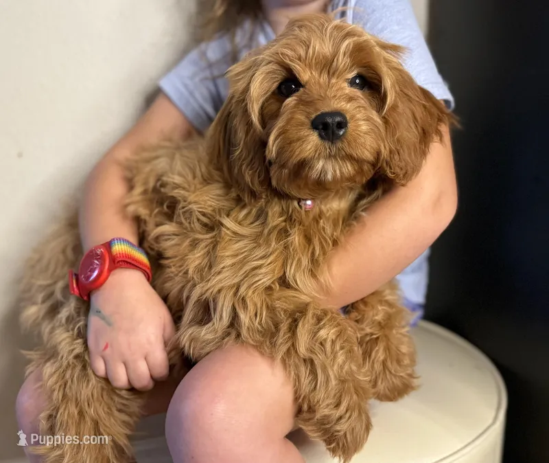 Roxie - F1 – Cavapoo puppy for sale in Houston, TX