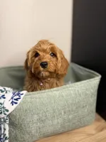 Roxie - F1, a female Cavapoo for sale in Houston, TX – Photo 2 of 2