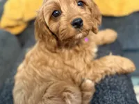 Sensitive F1, a female Cavapoo for sale in Houston, TX – Photo 4 of 4