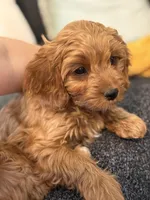 Sensitive F1, a female Cavapoo for sale in Houston, TX – Photo 1 of 4