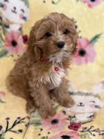 Bella - F1, a female Cavapoo for sale in Houston, TX – Photo 3 of 4