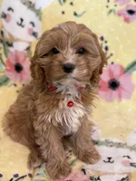 Bella - F1, a female Cavapoo for sale in Houston, TX – Photo 2 of 4