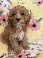 Bella - F1, a female Cavapoo for sale in Houston, TX – Photo 1 of 4