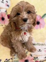 Bella - F1, a female Cavapoo for sale in Houston, TX – Photo 4 of 4