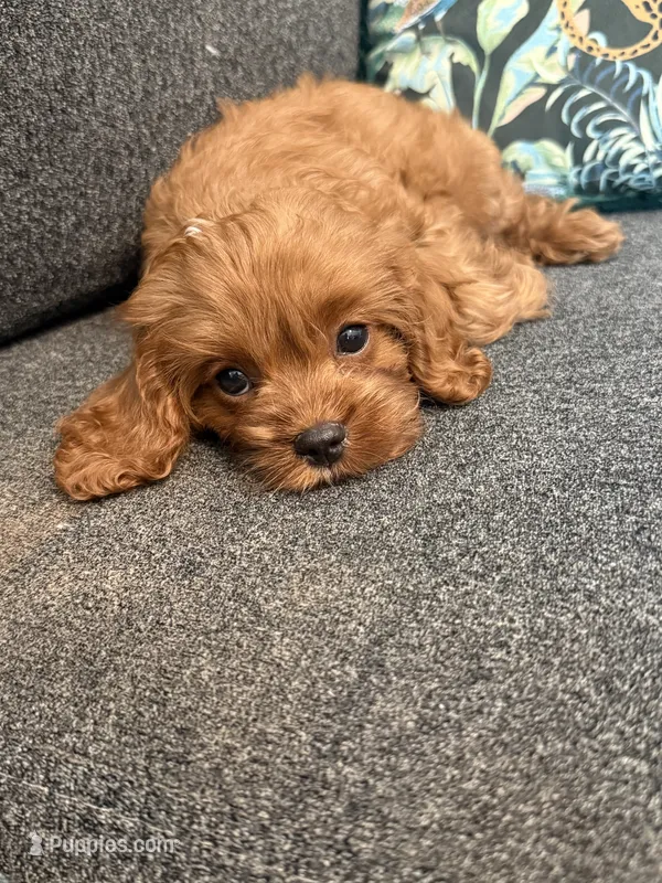 Oliver - MINI F1 Cavapoo – Cavapoo puppy for sale in Houston, TX