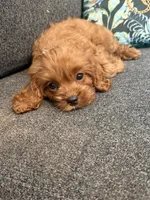 Oliver - MINI F1 Cavapoo, a male Cavapoo for sale in Houston, TX – 1 of 8