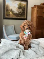 Coconut - TOY F1 Cavapoo, a female Cavapoo for sale in Houston, TX – 3 of 3