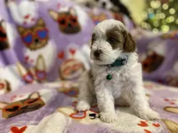 SOLD - next litter in May, a male Cavapoo and Cavalier King Charles Spaniel for sale in Houston, TX – Photo 1 of 4