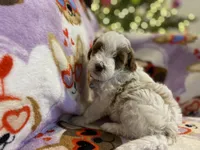 SOLD - next litter in May, a male Cavapoo and Cavalier King Charles Spaniel for sale in Houston, TX – Photo 3 of 4