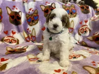 SOLD - next litter in May, a male Cavapoo and Cavalier King Charles Spaniel for sale in Houston, TX – Photo 4 of 4