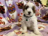 SOLD - next litter in May, a male Cavapoo and Cavalier King Charles Spaniel for sale in Houston, TX – Photo 2 of 4