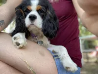 Coconut - TOY F1 Cavapoo, a female Cavapoo for sale in Houston, TX – 2 of 3