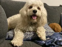 Honey, a female Cavachon for sale in Houston, TX – 2 of 4