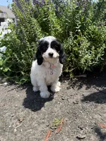 Stella - TOY F1 Cavapoo, a female Cavapoo for sale in Houston, TX – 4 of 6