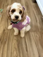 Violet , a female Cavapoo for sale in Houston, TX – 2 of 2