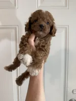 Mickey - Tiny Toy Cavapoo, a male Cavapoo and Poodle - Toy  for sale in Houston, TX – 3 of 4