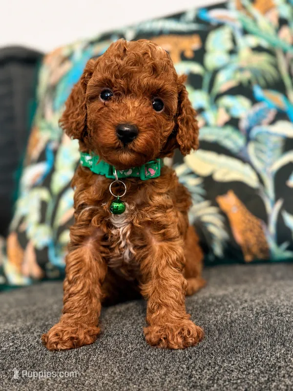 Henry - TOY CAVAPOO – Cavapoo, Poodle - Toy  puppy for sale in Houston, TX