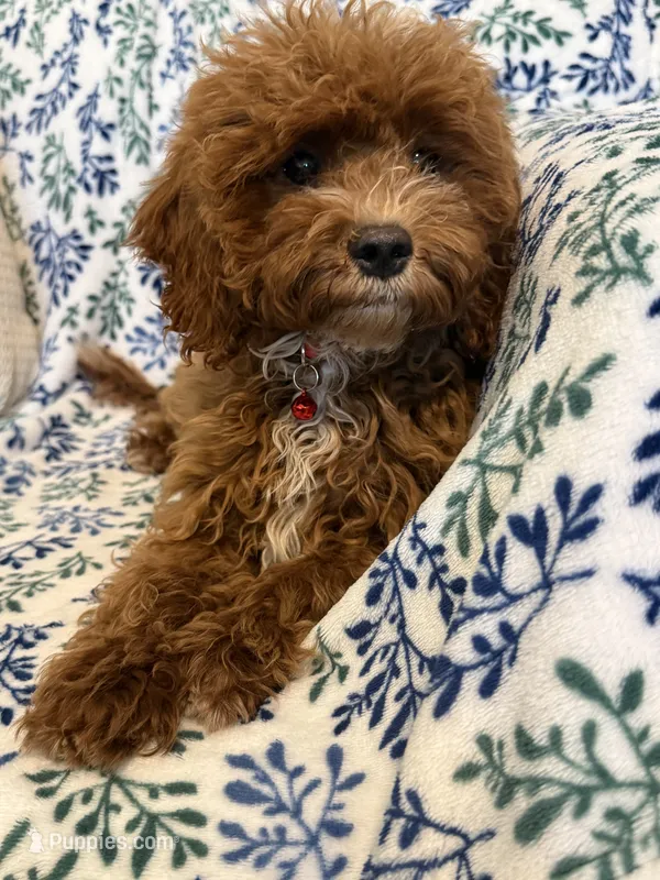 Stella – Cavapoo puppy for sale in Houston, TX