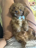 Oliver - MINI F1 Cavapoo, a male Cavapoo for sale in Houston, TX – 5 of 8