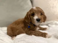 Jack , a male Cavapoo for sale in Houston, TX – Photo 2 of 3