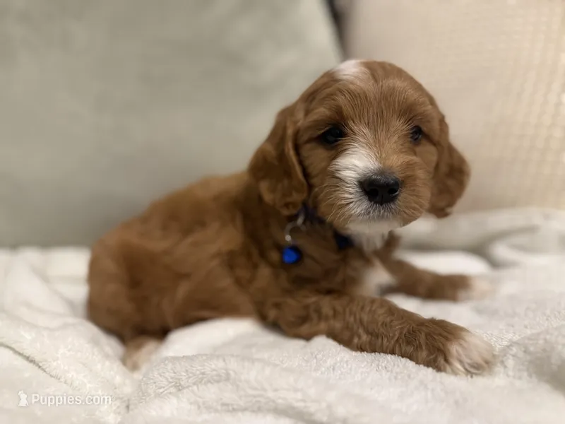 Jack  – Cavapoo puppy for sale in Houston, TX