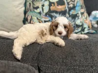 Toffee - Cavapoo , a male Cavapoo and Poodle - Toy  for sale in Houston, TX – 3 of 4