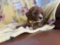 Stella, a male Cavapoo for sale in Houston, TX – Photo 2 of 4