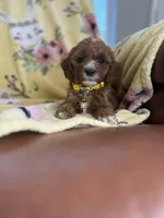 Stella, a male Cavapoo for sale in Houston, TX – Photo 1 of 4