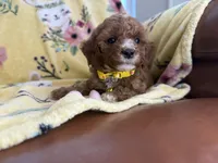 Stella, a male Cavapoo for sale in Houston, TX – Photo 3 of 4