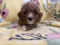 Stella, a male Cavapoo for sale in Houston, TX – Photo 4 of 4