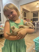 Emma, a female Cavapoo for sale in Houston, TX – Photo 1 of 3