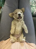 Emma, a female Cavapoo for sale in Houston, TX – Photo 3 of 3