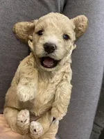 Emma, a female Cavapoo for sale in Houston, TX – Photo 2 of 3