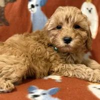 F1B “Teddy”, a male Cavapoo for sale in Houston, TX – Photo 5 of 5