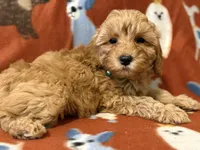 Teal, a male Cavapoo for sale in Houston, TX – Photo 3 of 3