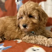 F1B “Teddy”, a male Cavapoo for sale in Houston, TX – Photo 3 of 5
